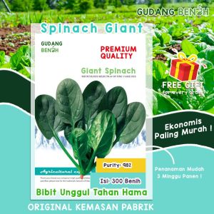 [EKONOMIS] Benih Giant Spinach Bibit Sayuran Bayam JUMBO Isi 300 Benih Sayur Untuk Bayam Goreng