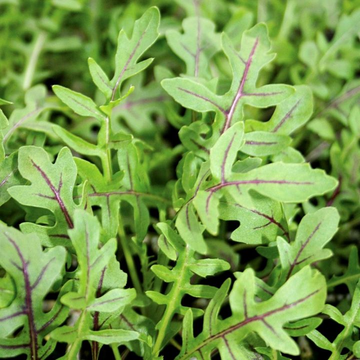 เมล็ดพันธุ์ไวด์ ร็อคเก็ต ลายแดง Red Streaked Arugula Seed