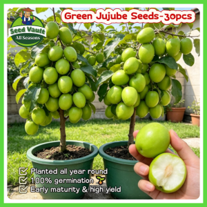 100% Legit High Germination 30pcs Sweet Crispy Green Jujube Seeds for Planting Fruit Tree High Yield Jujube Fruit Seed Indoor Outdoor Planting Balcony Taiwan Jujube Fruit Bearing Trees Seeds Fresh Jujube Seedlings Dwarf Green Jujube Live Plant Jujube Tree