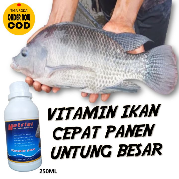 Vitamin Ikan Nila Biar Cepat Besar/Vitamin Meningkatkan Nafsu Ikan Untuk Penggemukan Ikan Nila