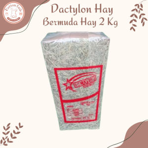 DACTYLON HAY / Rumput Kering Bermuda Pakan Kelinci & Cavy