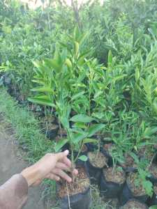JUAL BIBIT JERUK SANTANG MADU SUPER HASIL OKULASI OKULASI SAMBUNGAN CEPAT BERBUAH ( BELI 3 GRATIS 1 BIBIT RANDOM )