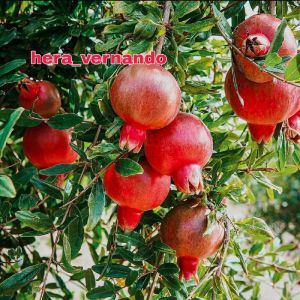 Bibit Delima Merah Jumbo Kondisi Berbunga