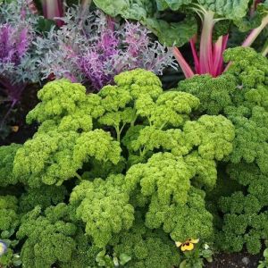 Parsley Seeds Dark Italian Flat Leaf / Triple Moss Curled 100seeds/Pack Vegetable Seeds Fresh