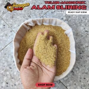 [KEMASAN 1 KG] Telur jangkrik jenis sliring asli tanpa campuran siap tetas cocok untuk ternak siap kirim bisa COD