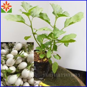 ต้นมะเขือไข่เต่า สีขาว ส่งพร้อมถุงเพาะ5.5นิ้ว มะเขือไข่เต่า ลูกสีขาว