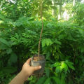 Bibit Kelengkeng Seedling Termurah Siap Tanam. 