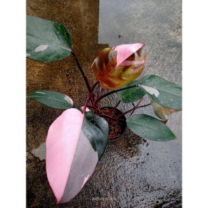 Philodendron Pink Princess Plant  A Vibrant and Striking Indoor Beauty for Your Gardening Collection