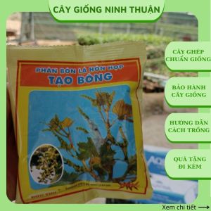 Phân Bón lá AbO Và Tạo Bông. Kết Hợp Phun Trước Khi Cắt Cành Nho Cây Cho Tăng Sản Lượng Và Hiệu Quả.