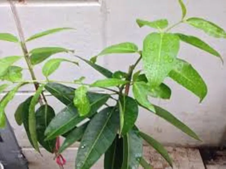 c%C3%A2y%20l%C3%A1%20v%E1%BB%91i%20n%E1%BA%BFp%20gi%E1%BB%91ng%20-%20Image%203