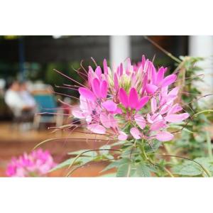 Hạt giống hoa Hồng Ri Túy Điệp Nhiều Màu - 1 gói 100 hạt