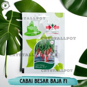 Benih Bibit Cabe Besar Baja F1 Cap Panah Merah - CABAI BESAR BAJA F1 EAST WEST SEED