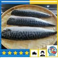 Premium Norway Saba Mackerel Fish Fillet / 挪威无骨鲭鱼片 3nos (500-600gm/pkt) - Old Mama Seafood. 