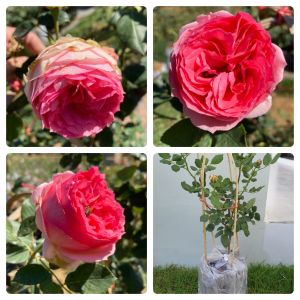 กุหลาบเลื้อยเฟิร์ท เลดี้ เลื้อยดอกใหญ่ ถุงละ 150 บาท ส่งยกต้นพร้อมดอก