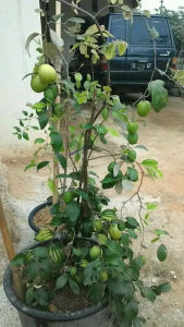 BERBUNGA/BERBUAH Bibit Tanaman Apel India / Bibit Apel Futsa Kondisi BERBUNGA