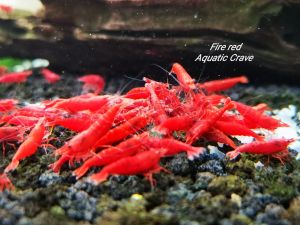 Fire Red Shrimp NeoCaridina 5pcs/10pcs/20pcs by Aquatic Crave
