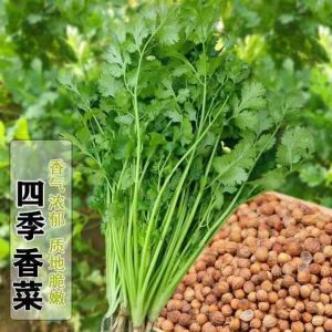 ผักชีสี่ฤดู   ผักชีที่เติบโตเร็วของออสเตรเลีย