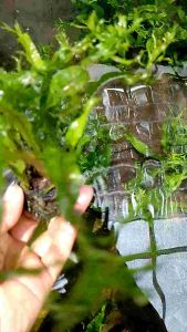 kadaka windelof hiasan aquarium terlaris tanaman aquascape