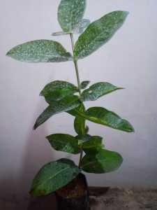 PROMO BELI 3 GRATIS 2 JAMBU AIR KING ROSE | BIBIT CANGKOK| Cepat Berbuah | Berbuah Di Dalam Pot