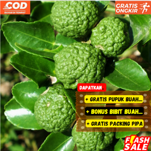Bibit / Pohon Jeruk Purut / Jeruk Dapur Unggul