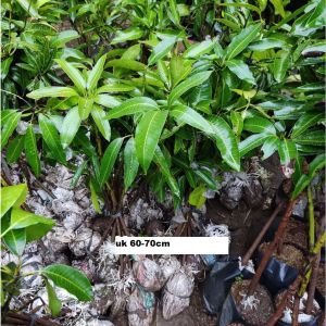 Bibit Mangga Madu 1 meter Super Okulasi Ukuran Besar