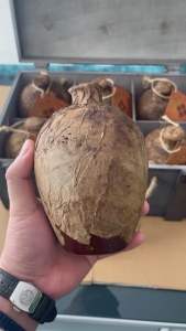 (Lẻ) 02 bình maodai hạ thô 8 nam chính gốc Guizhou thơm - êm - chất. Đẳng cấp dân nhạu