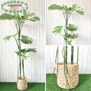 Pohon Hias Monstera Variegata T170 & T190 Latex Pot Dasar Hitam Cover Eceng Gondok Hiasan Rumah Aesthetic