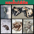 หมาก็จะถูกวางยาพิษถึงตายได้ ยาเบื่อหนู ซื้อ1แถม2 ทำจากข้าวสาลี 150g ยาเบื่อหมา ตายนอกบ้าน ยาฆ่าหนู ไม่ส่งกลิ่นเหม็น RATICIDE เหยื่อกำจัดหนู เหยื่อที่หนูชอบกิน ยาเบื่อ หนู. 