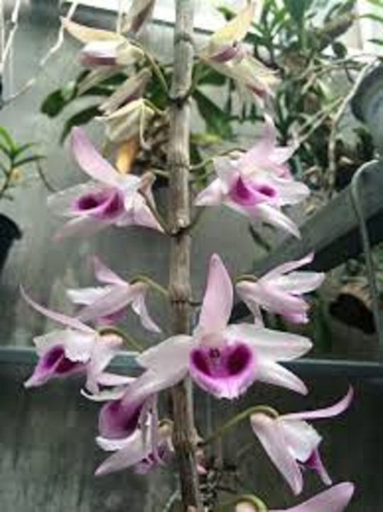 phi%20%C4%91i%E1%BB%87p(gi%E1%BA%A3%20h%E1%BA%A1c)%20t%C3%ADm%20h%C3%B2a%20b%C3%ACnh%20-%20Image%207