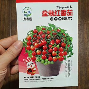 Hạt giống cà chua bi ĐỎ lùn chịu nhiệt hạt giống cà chua bi lùn nhập khẩu - Yến Liên shop