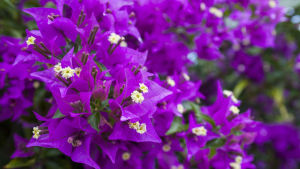 bougainvillea cuttings assorted colors