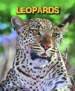 INFOSEARCH LIVING IN THE WILD : LEOPARDS BY DKTODAY