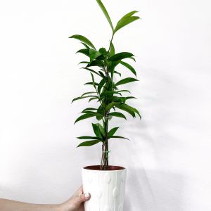 Dr Green Indoor Plant - Dracaena Surcolosa / Japanese Bamboo (55-60cm)