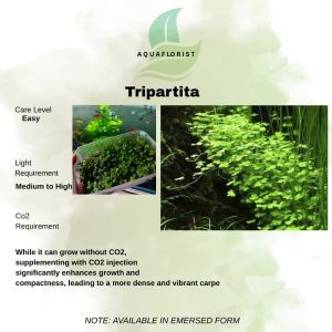 CARPET Aquatic Plants- MCHCDwarf Hairgrass Glossostigma