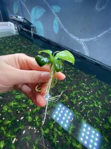 Cây trầu iguazu 2009 trồng trong bể thủy sinh đẹp