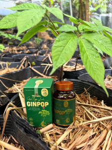 Viên Kẹo Ngậm SÂM NGỌC LINH GINPOP giúp tài xế sinh viên dân lao động trí óc tăng cường sự tập trung trong quá trình làm việc