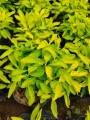 True Yellow Alternanthera with FREE garden soil (Real Plant, Indoor Plant and Limited Stock) - Plants for Sale. 