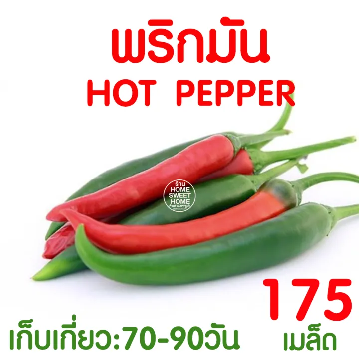 เมล็ดพันธุ์พริกมัน 175 เมล็ด โตไว