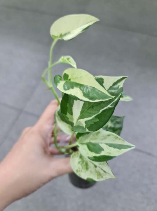 Bitik Pothos Variegated (Manjula mix Njoy Hybrid) Pothos Epipremnum Aureum Batik ...