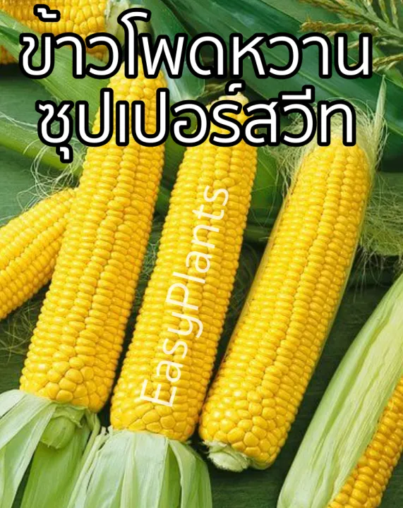 เมล็ดพันธุ์ข้าวโพดหวาน Super Sweet Corn 100 เมล็ด ปลูกง่าย ทนแดด