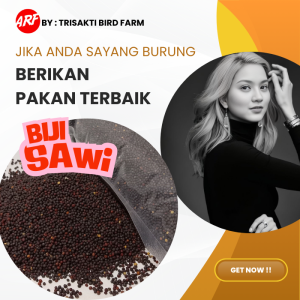 BIJI SAWI PREMIUM 500 Gram PAKAN MAKANAN BURUNG KENARI PERKUTUT FINCH LOVEBIRD BLACKTHROAT DLL