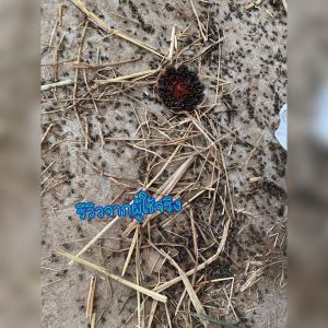 ท้าพิสูจน์ อาหารกําจัดแมลงวัน ประสิทธิภาพสูง เห็นผลภายใน 3 วิ (ขนิดผง) ราคาสุดคุ้ม