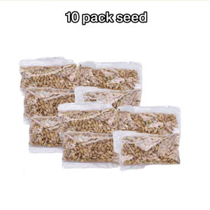 KUCINGJER PETS Malaysia Cat Grass Kit Kucing Kucing Tanaman Penanaman Kotak Catnip Rumput Penanam Dalaman & Luaran Benih Mudah Tumbuh Mudah