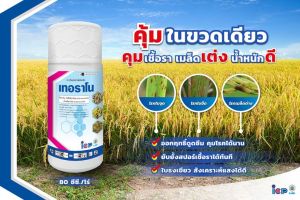 เทอราโน ขนาด 1 ลิตร (สารเดียวกับอามูเร่) กำจัดโรคที่เกิดจากเชื้อรา เมล็ด ด่าง ด้าน บวม แห้ง ใบจุุด