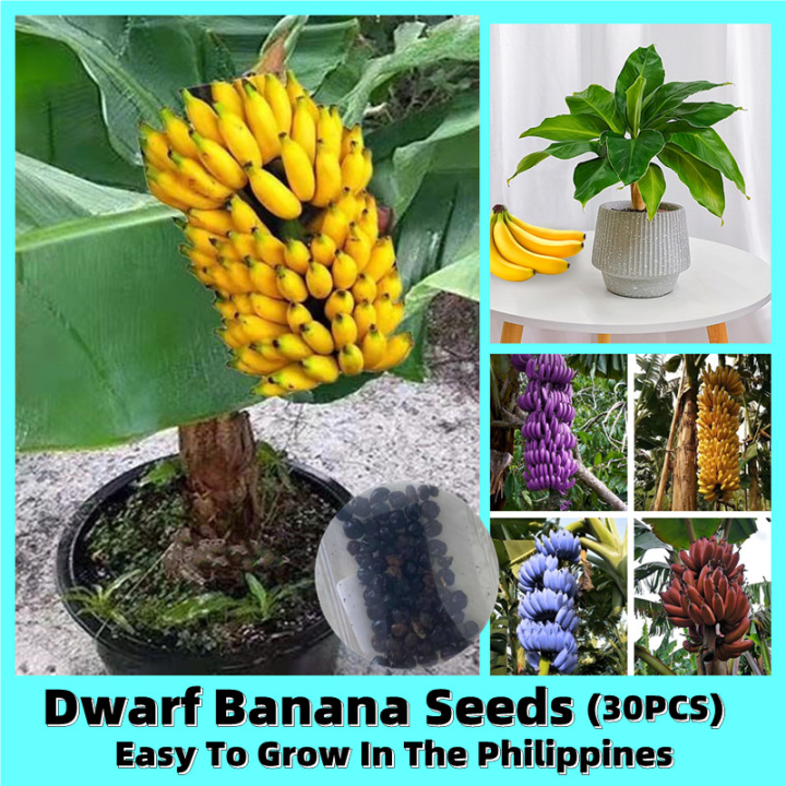 [Easy To Grow In The Philippines] Delicious Dwarf Banana Fruit Seeds ...