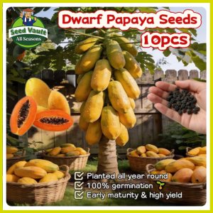 Fast Growing 10pcs Dwarf Yellow Papaya Seeds for Sale Sweet Papaya Seeds for Planting Fruits Fruit Bearing Tree Seeds Balcony Bonsai Papaya Plant Seeds Fresh Golden Papaya Seedlings High Yield Red Lady Dwarf Papaya Seed Papaya Live Plants Fruit Seeds