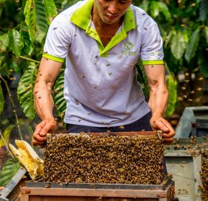 Mật Ong Nguyên Chất Hoa Cà Phê Vũ Gia - Dòng Cao Cấp Chất Lượng Vượt Trội - Tăng cường sức đề kháng hỗ trợ giảm cân dạ dày tiêu hóa làm đẹp giảm mụn xóa mờ thâm nám