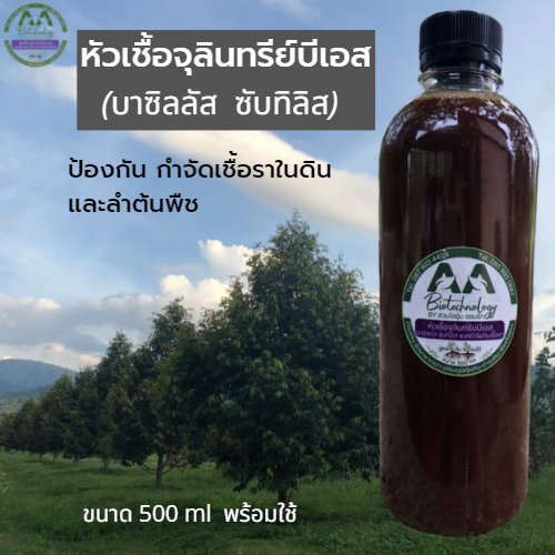 หัวเชื้อจุลินทรีย์ BS บาซิลลัส ซับทิลิส ป้องกันโรครากเน่า