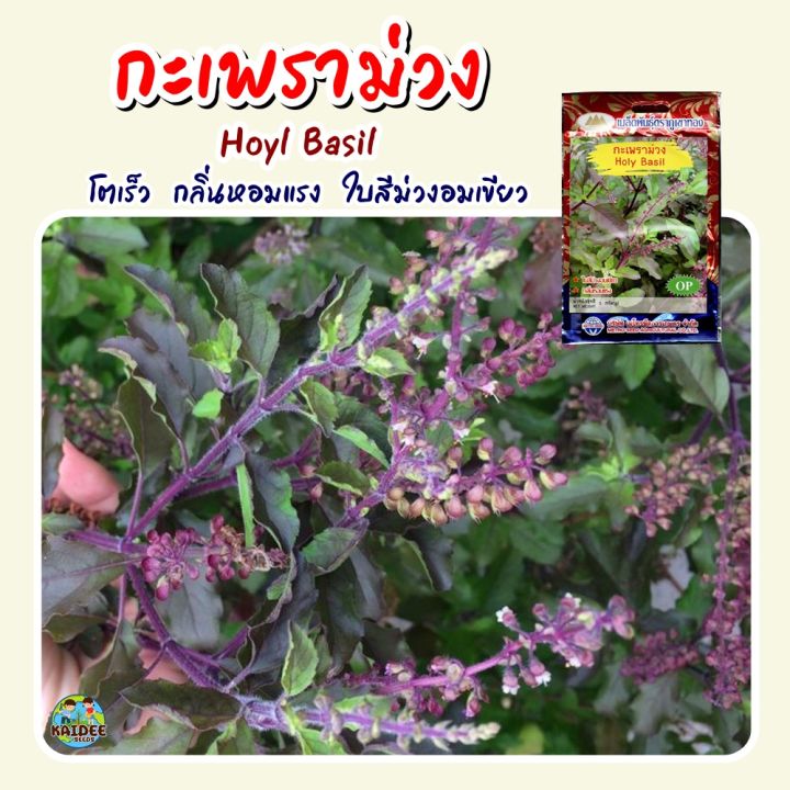 ตราภูเขาทอง เมล็ดพันธุ์กะเพราม่วง สีสันสวยงาม