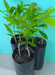 ต้นผักหวานป่า ยอดสีทอง 1 ถุง มีต้นผักหวาน 1-2 ต้น ชุด 3 ถุง